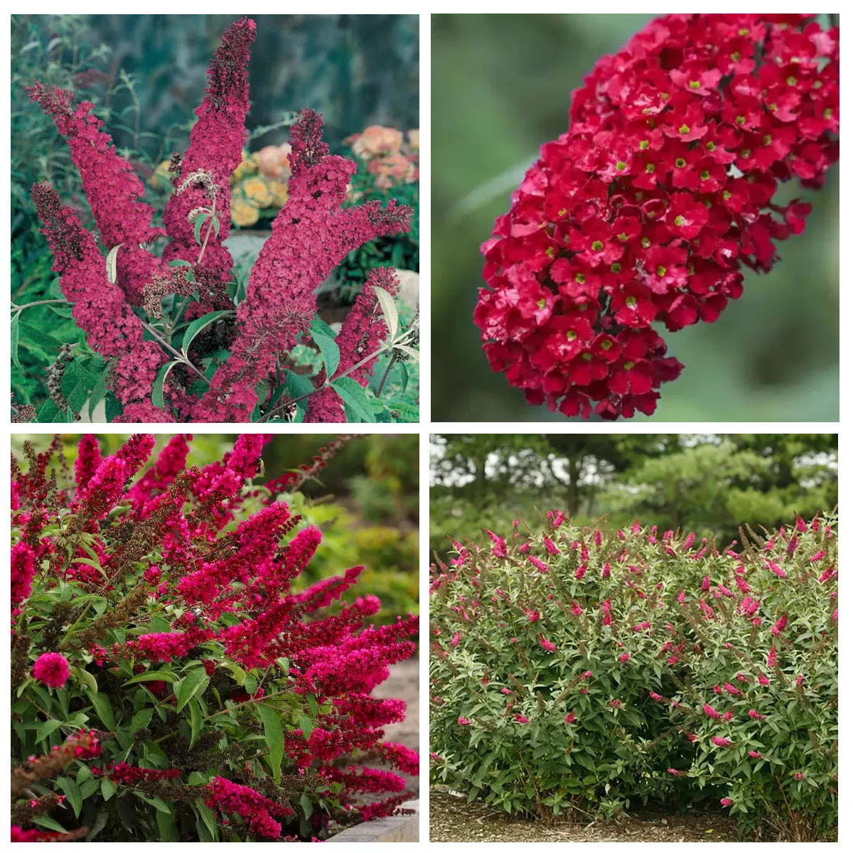 BUDDLEJA DAVIDII “Royal Red” - cover
