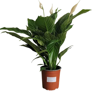 SPATHIPHYLLUM “Bingo Cupido” - cover