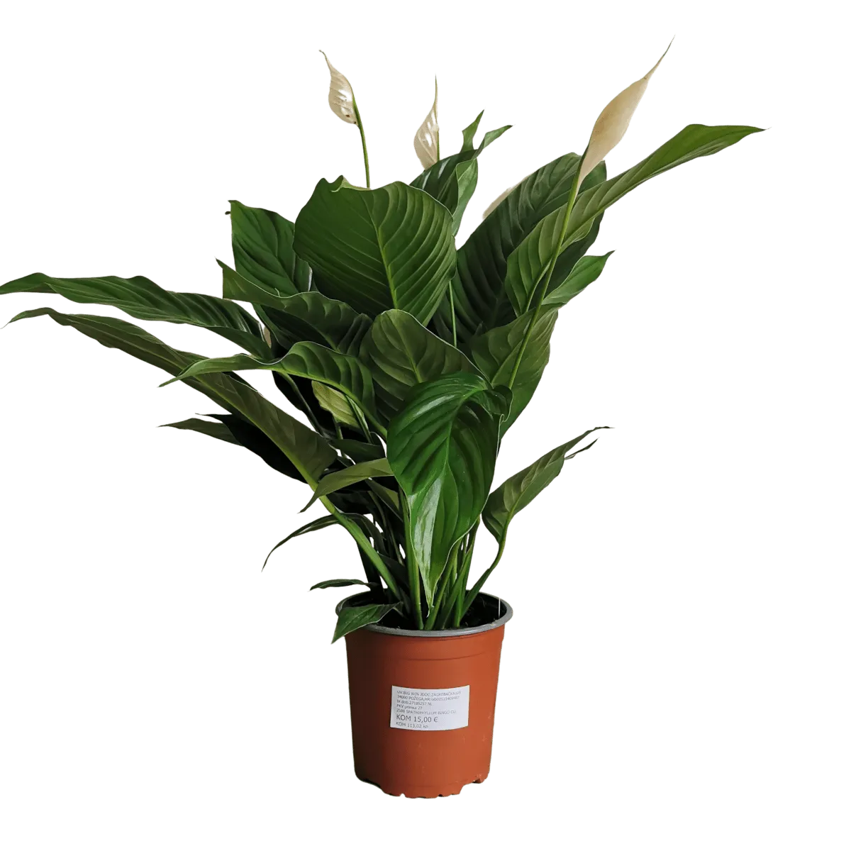 SPATHIPHYLLUM “Bingo Cupido” - cover