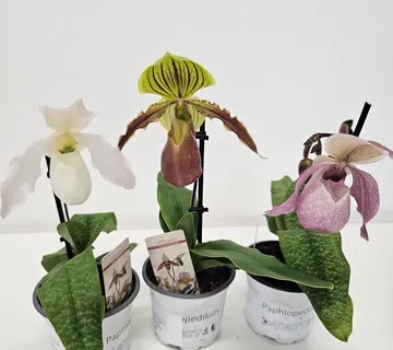 PAPHIOPEDILUM MAUDIAE/orhideja - cover