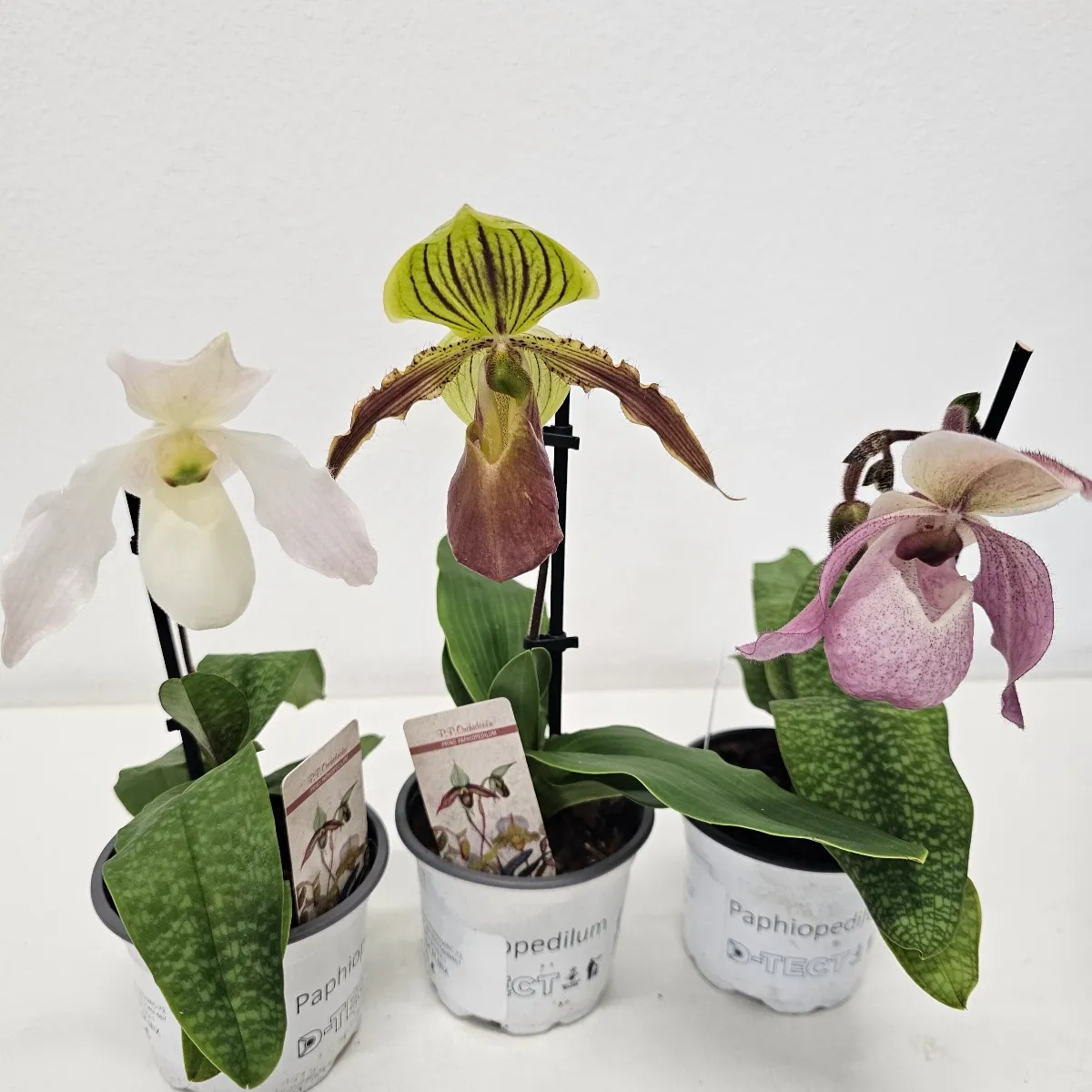 PAPHIOPEDILUM MAUDIAE/orhideja - cover