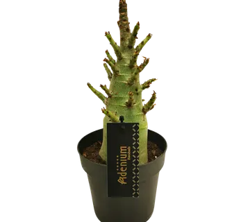 ADENIUM “Baobab Thai Temple” - cover