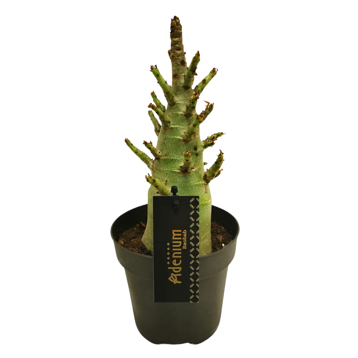 ADENIUM “Baobab Thai Temple” - cover