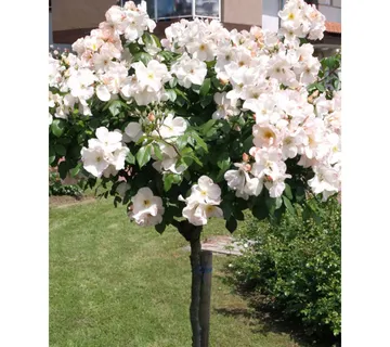 RUŽA STABLAŠICA “Sally Holmes” - cover