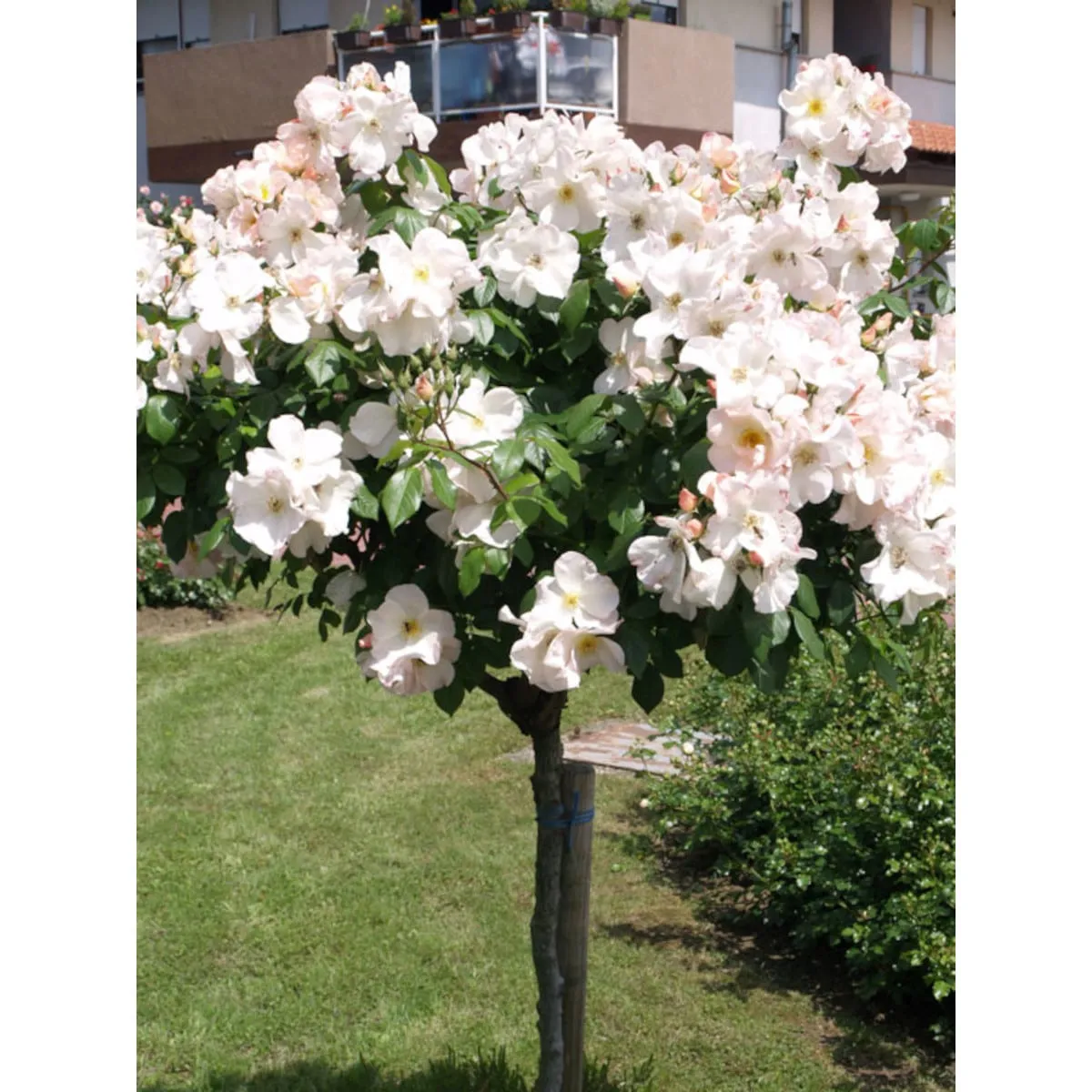 RUŽA STABLAŠICA “Sally Holmes” - cover