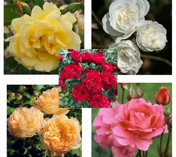 RUŽE *AKCIJSKA PONUDA* - cover