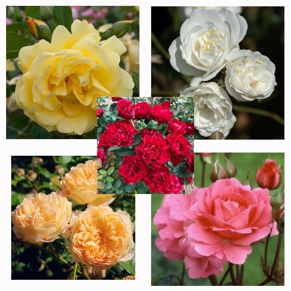 RUŽE *AKCIJSKA PONUDA* - cover