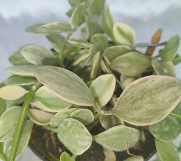 DISCHIDIA “White Diamond” - cover