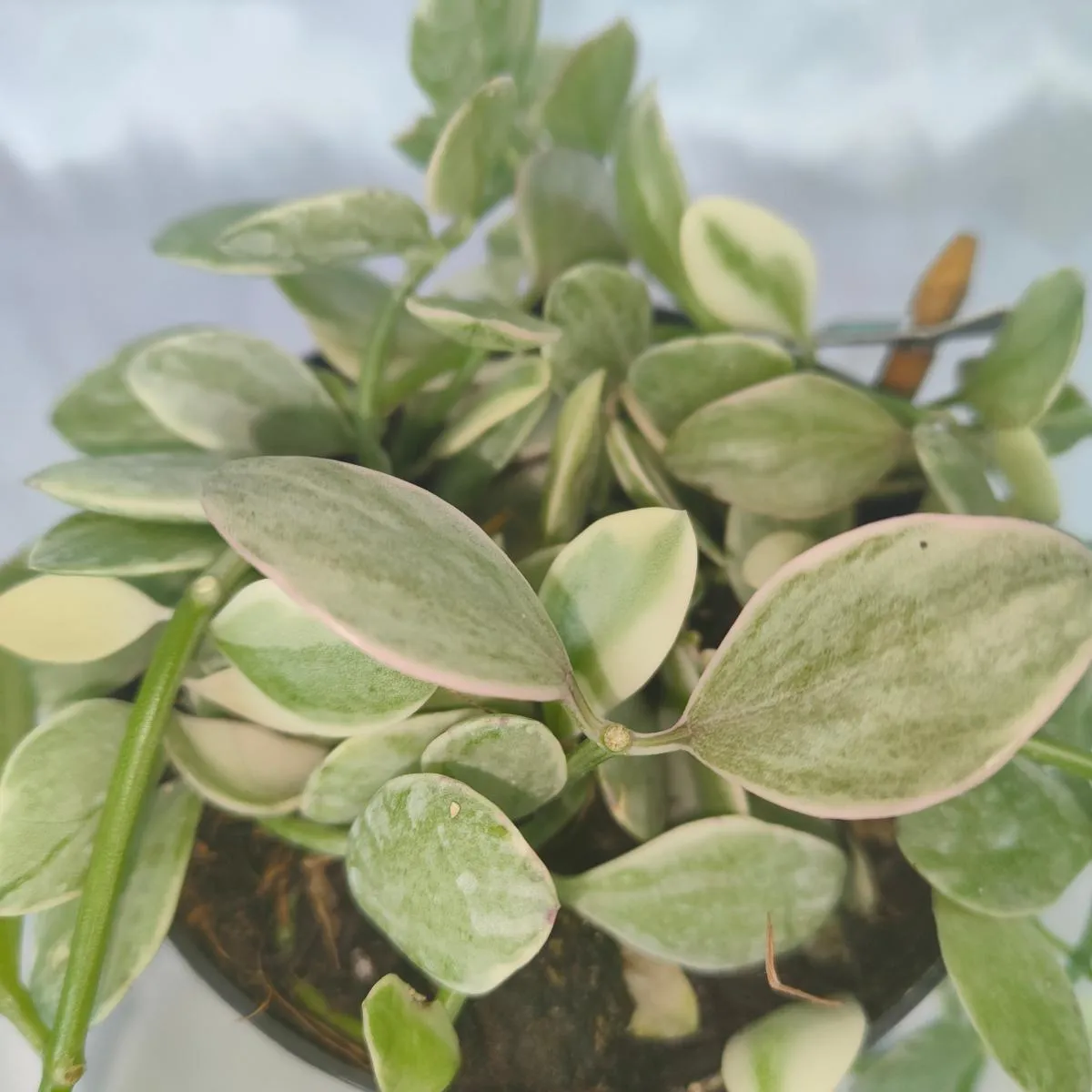 DISCHIDIA “White Diamond” - cover