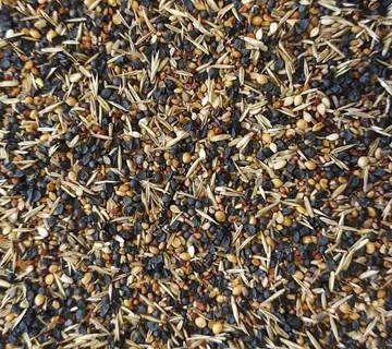 WILD SEEDS / DIVLJE SJEME 1KG - cover