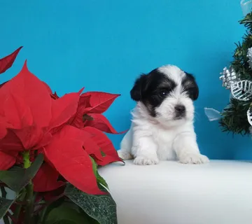 Biewer-Yorkšir terrier, biver, štenci, pomoć u odgoju,moguća ostava - cover