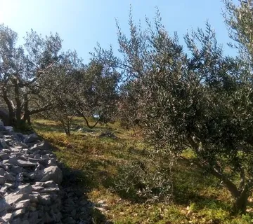 BRAČ POVLJA BRUSJE maslinik 10 222 m2 - cover