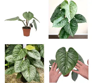 PHILODENDRON “Sodiroi” - cover