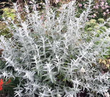 BUDDLEJA D. “Silver Anniversary” - cover