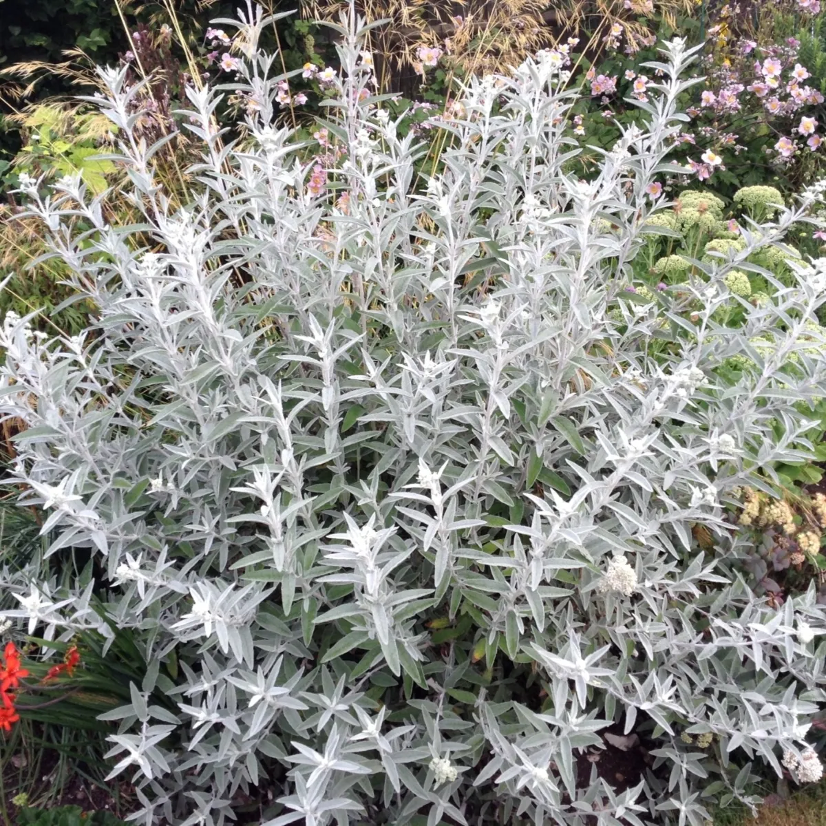 BUDDLEJA D. “Silver Anniversary” - cover