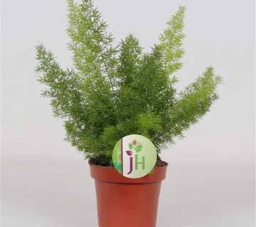 ASPARAGUS DENS. “Myers” - cover