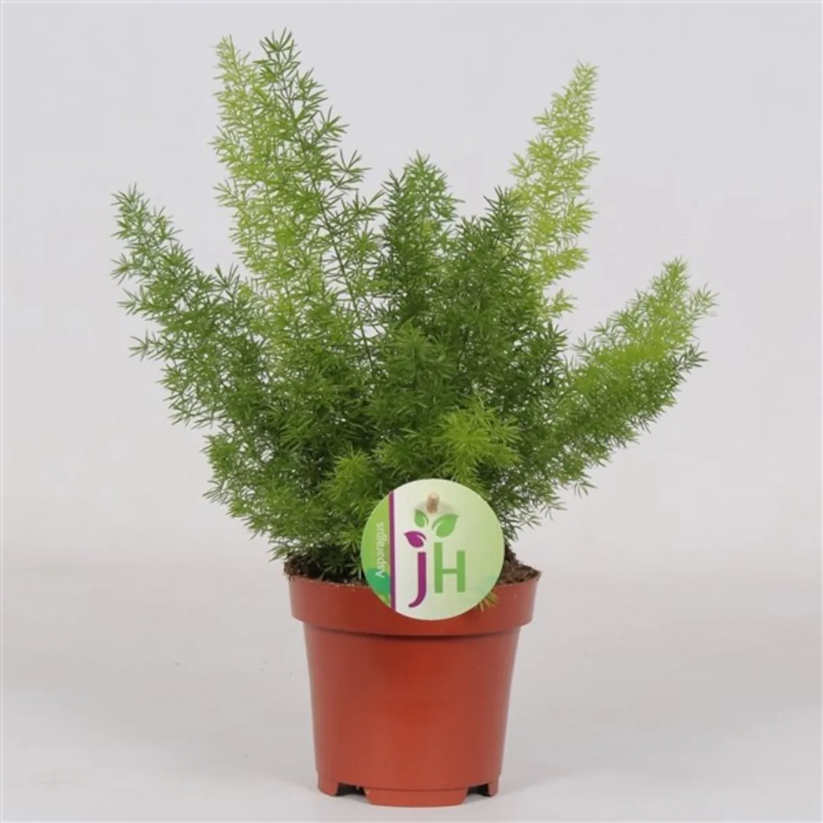 ASPARAGUS DENS. “Myers” - cover