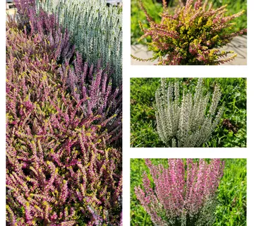 CALLUNA “Beauty Ladies” - cover