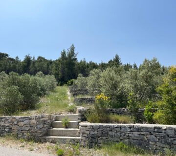 KORČULA, Prigradica, 2900m2 maslinika i šume! - cover