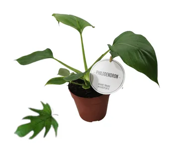 PHILODENDRON “Warszewiczii” - cover