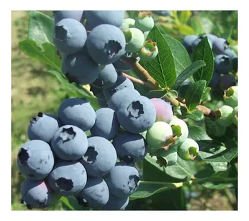 VACCINIUM COR./američke borovnice - cover