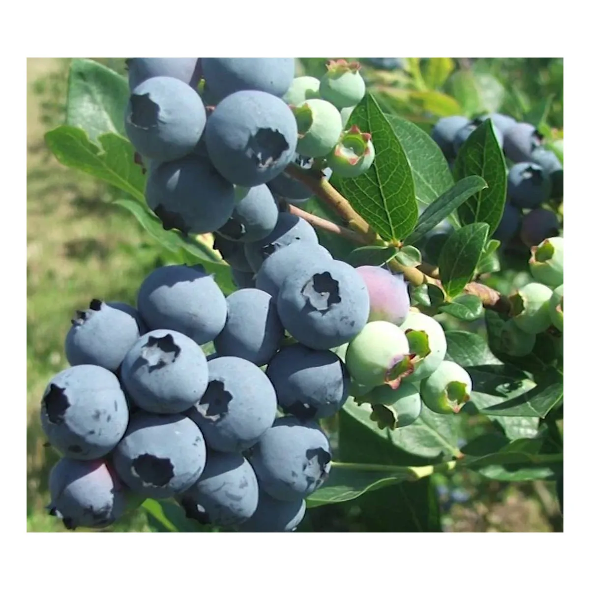 VACCINIUM COR./američke borovnice - cover