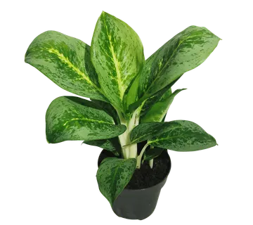 AGLAONEMA “Lemon Mint” - cover