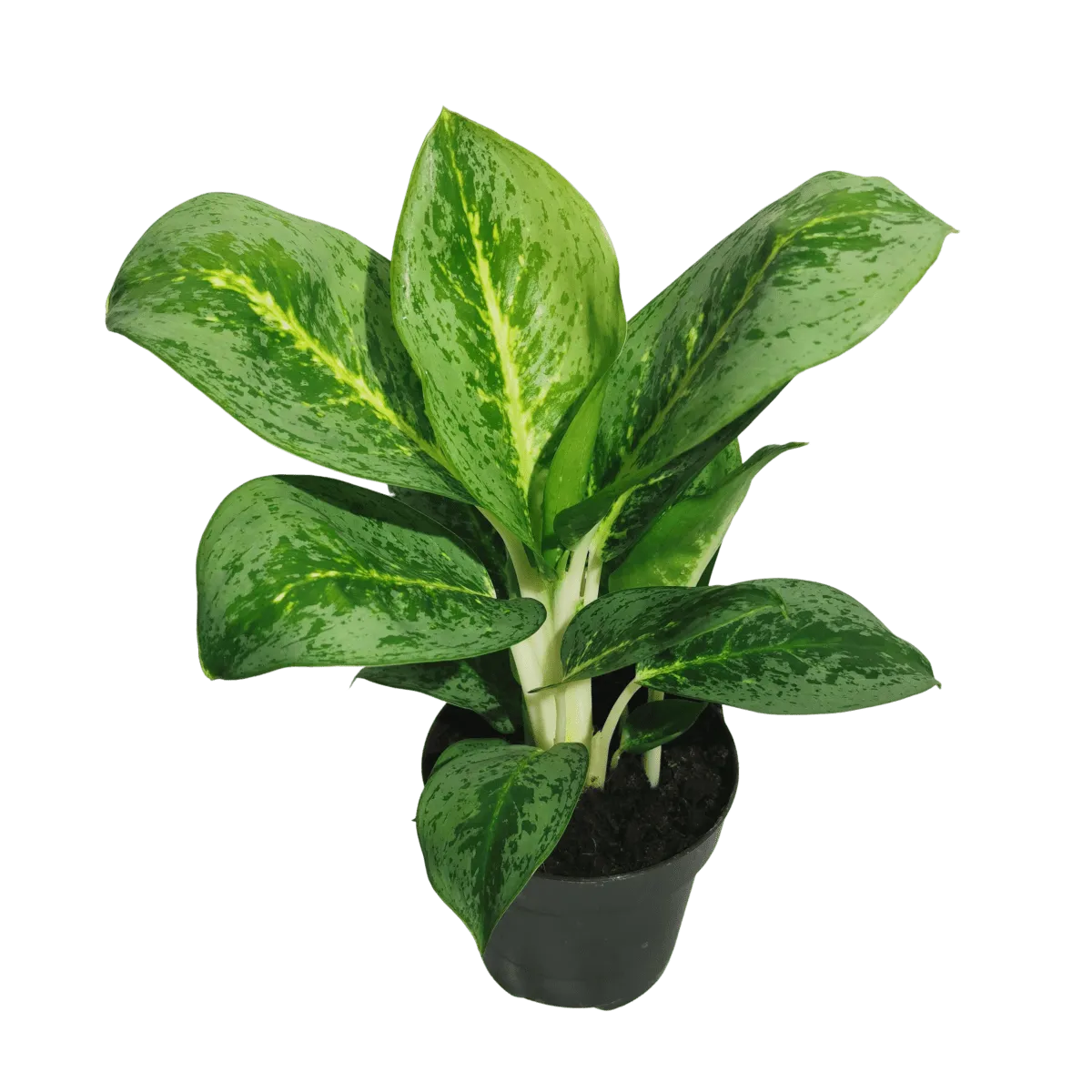 AGLAONEMA “Lemon Mint” - cover