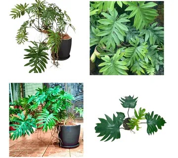 PHILODENDRON “Mayoi” - cover