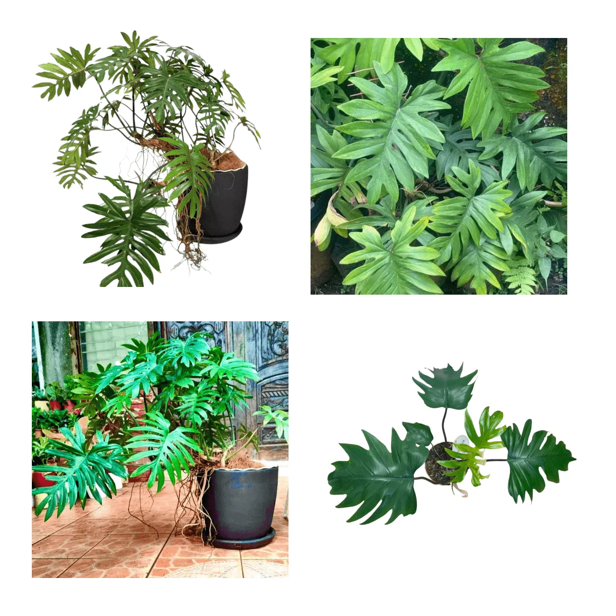 PHILODENDRON “Mayoi” - cover