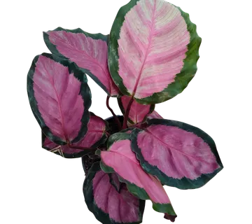 CALATHEA R. “Rosy” - cover