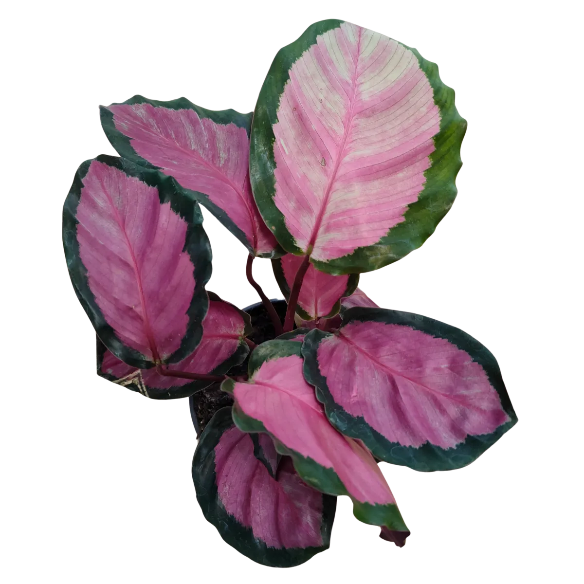 CALATHEA R. “Rosy” - cover