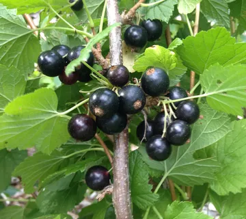 RIBIZ CRNI “Titania” - cover