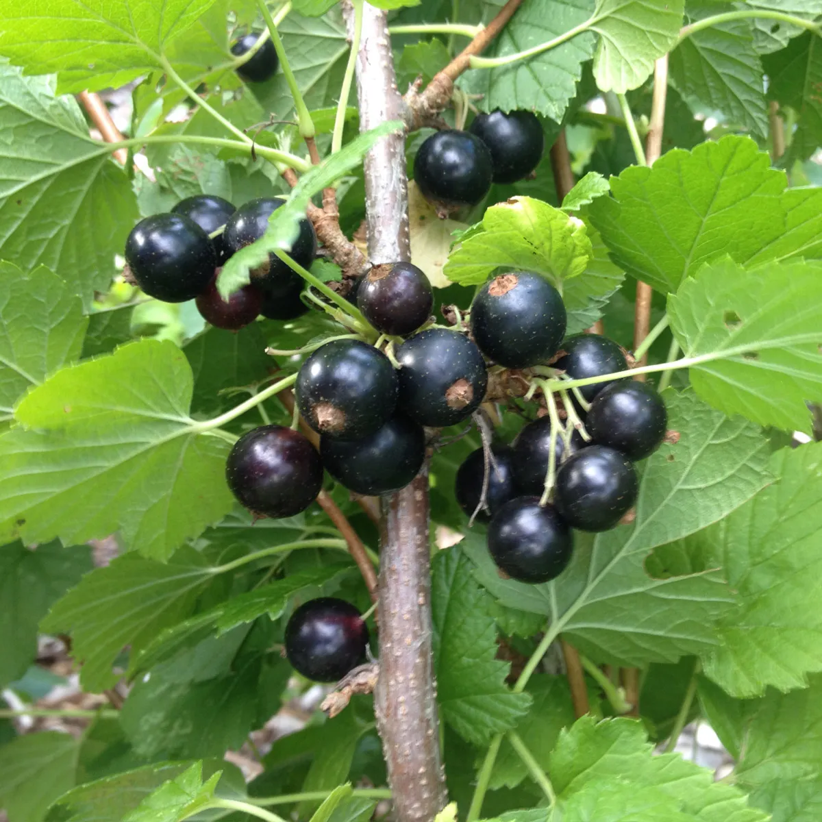 RIBIZ CRNI “Titania” - cover