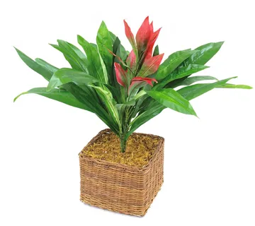 EUROPALMS Guzmania with red flower, 48cm - cover