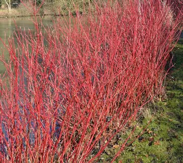 CORNUS/ukrasni drijen - cover