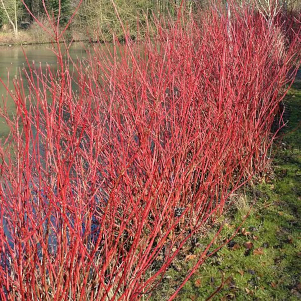 CORNUS/ukrasni drijen - cover