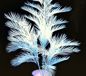 EUROPALMS Kentia palm tree, uv-white, 170cm - cover