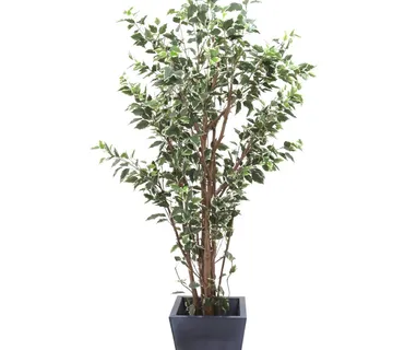 EUROPALMS Ficus tree deluxe, 240cm - cover