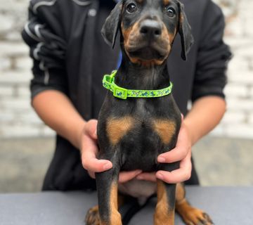Prodaju se prelepi štenci dobermana, starosti 2 meseca - cover