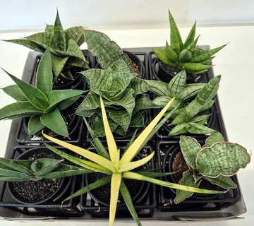 SANSEVIERIA MIX - cover