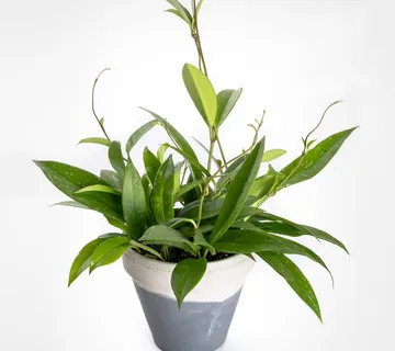 HOYA CARN “Publicalix” - cover