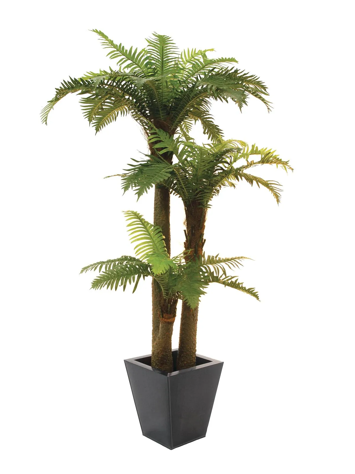 EUROPALMS Fern palm, 160cm - cover