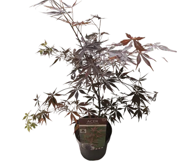 ACER PAL. ‘Sumi-nagashi’ - cover