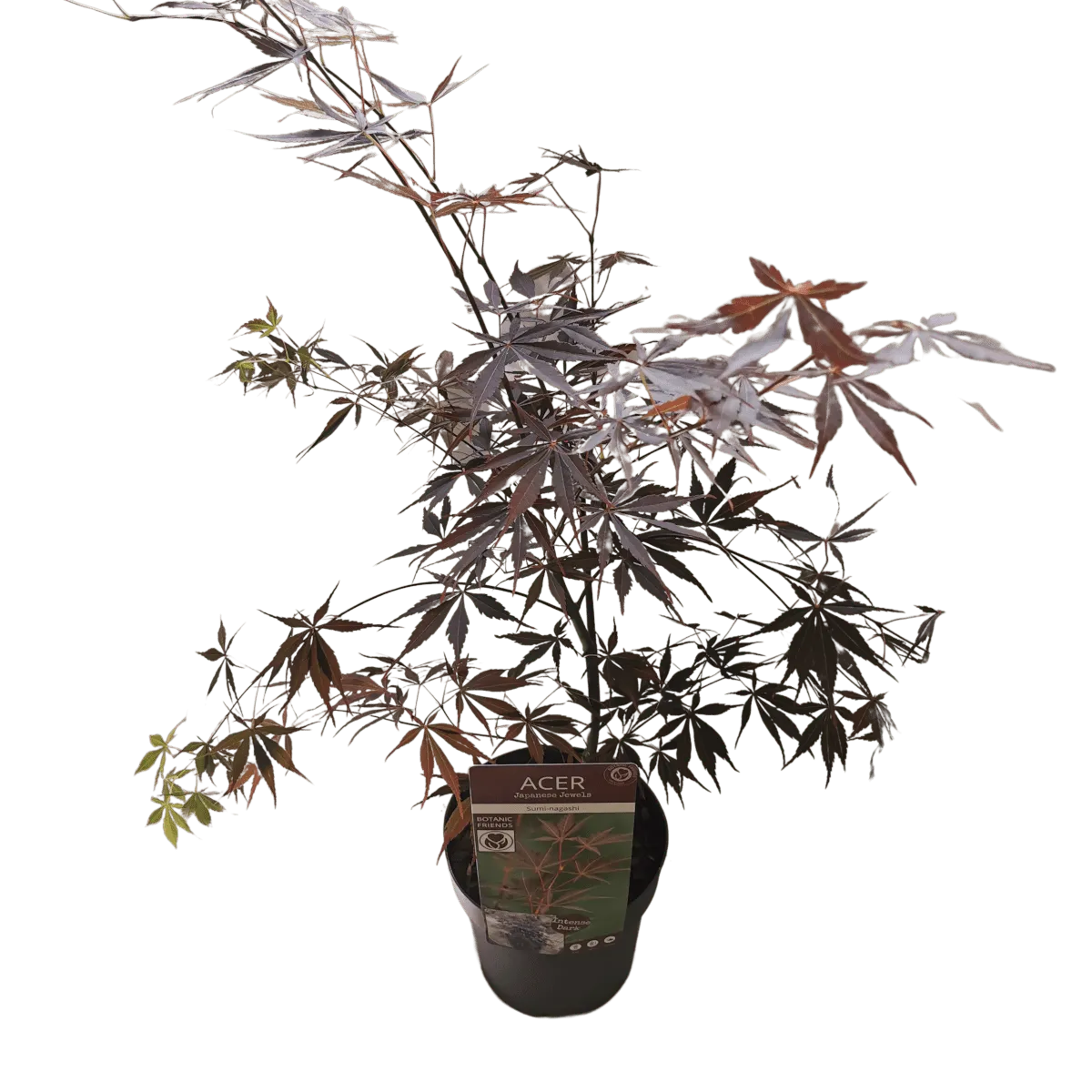 ACER PAL. ‘Sumi-nagashi’ - cover