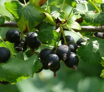 RIBIZ/OGROZD “Jostaberry” - cover