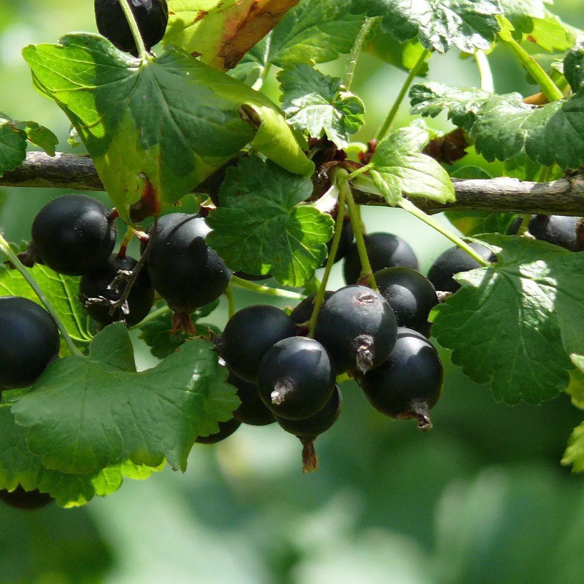 RIBIZ/OGROZD “Jostaberry” - cover