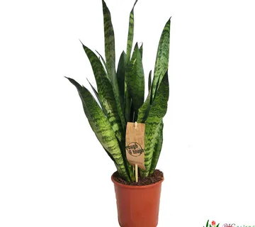 SANSEVIERIA TRIF. “Black Coral” - cover