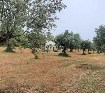 Istra,Fažana MASLINIK s maslinama starim 100 god,veličina 979 m2 - cover