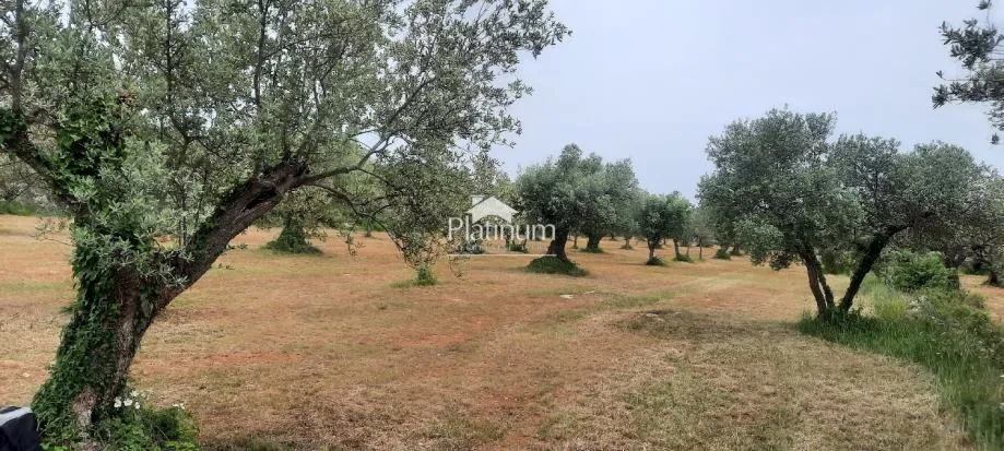 Fotografija
